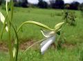 Long-Tailed Habenaria